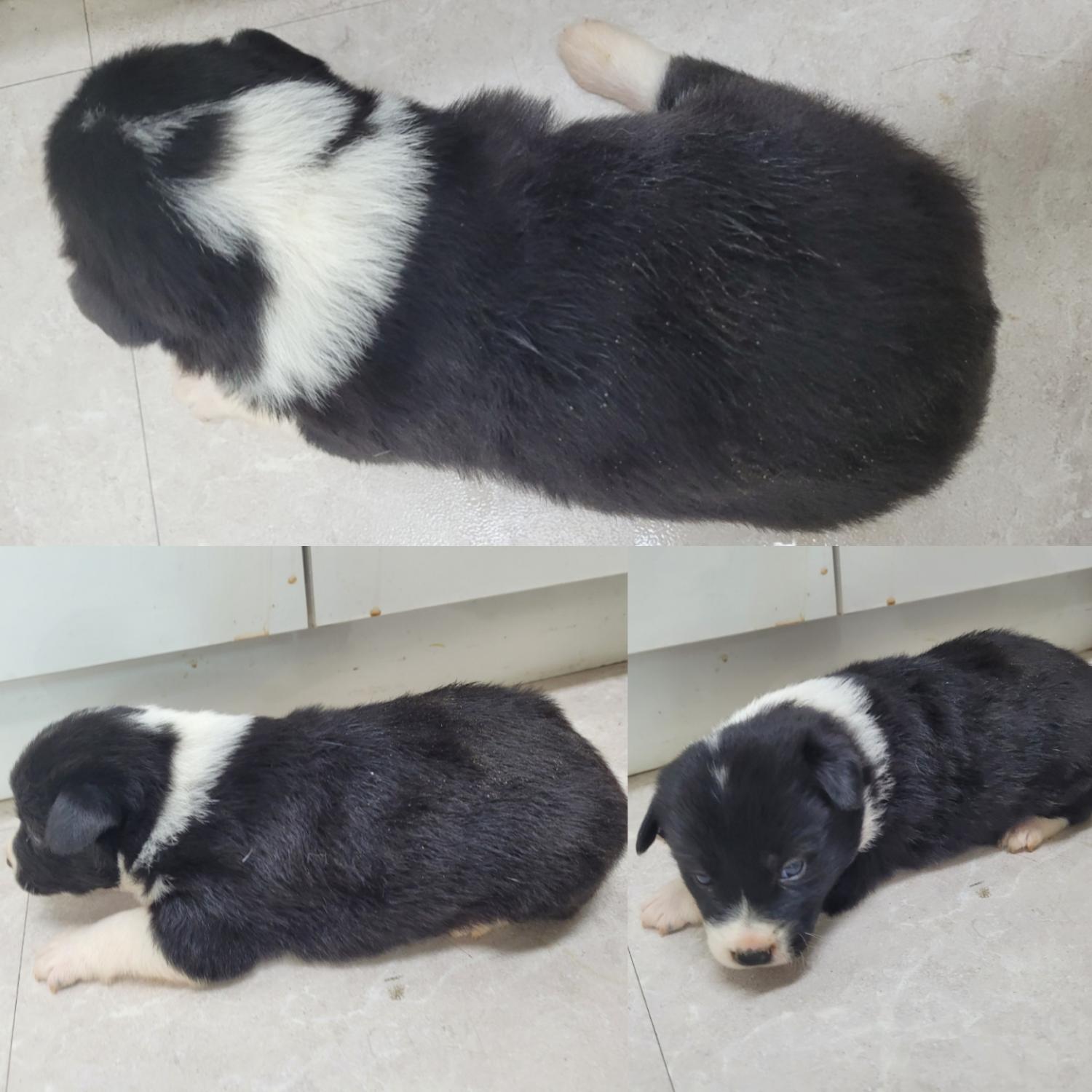 논산시 동물보호센터_444454202300926